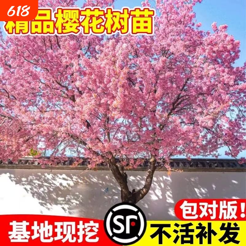 樱花树苗重瓣盆栽四季庭院植物活苗绿化树苗木耐寒垂枝种植开花