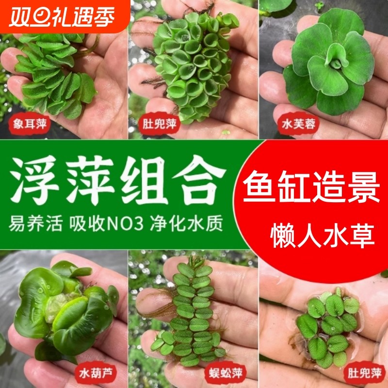鱼缸浮萍水草淡水阴性绿植懒人生态缸造景增氧净水真水草和鱼共养