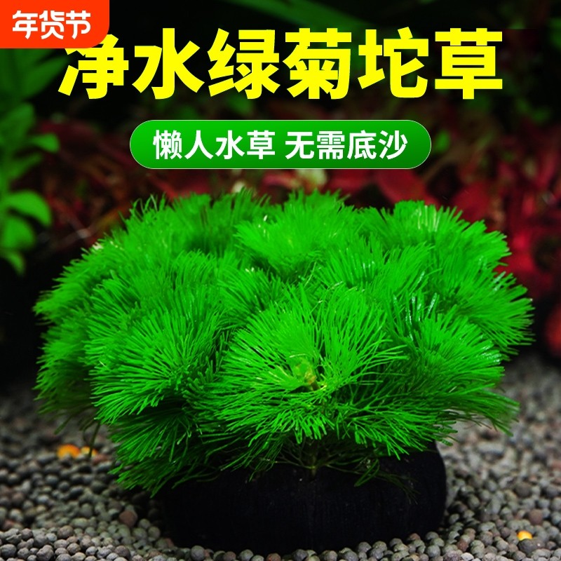 绿菊大坨草缸水草植物鱼缸造景专用水培增氧淡水阴性后景蜈蚣坨草