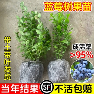 蓝莓树果苗盆栽特大号蓝梅苗带果室内地栽阳台耐寒南北方四季结果