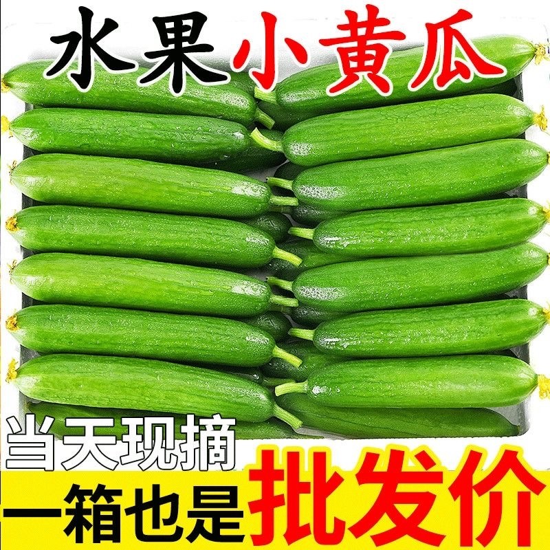 正宗荷兰水果黄瓜新鲜小黄瓜5斤现摘小青瓜蔬菜农家10山东旱生吃