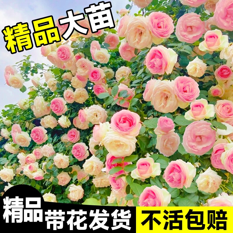蔷薇花苗爬藤四季藤本月季花粉龙沙宝石开花大花浓香耐寒植物玫瑰
