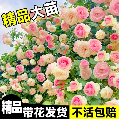 蔷薇花苗爬藤四季藤本月季花粉龙沙宝石开花大花浓香耐寒植物玫瑰