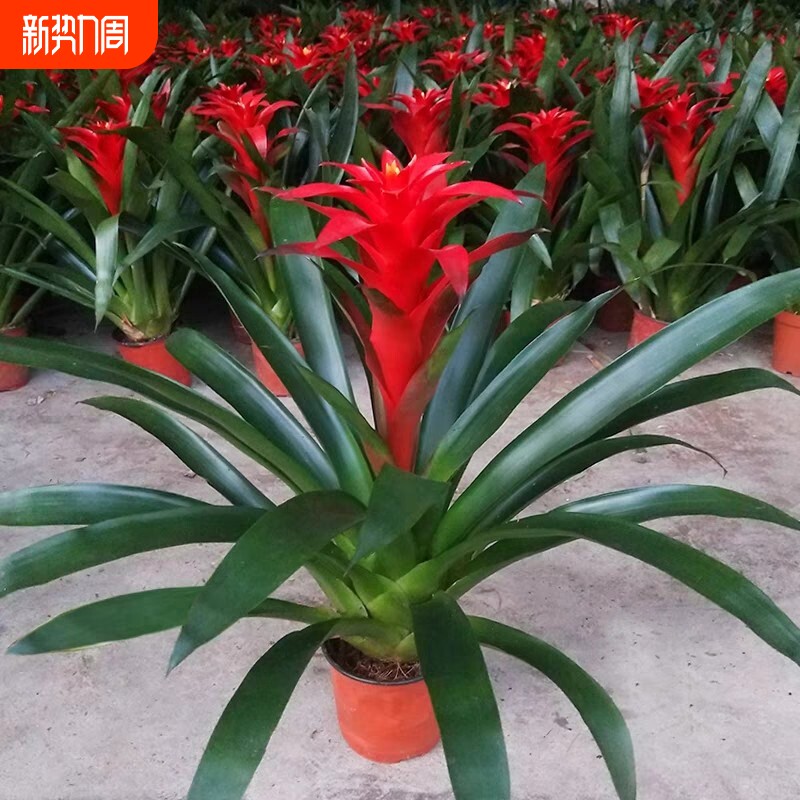 鸿运当头红色草本花卉盆栽四季室内客厅绿植老钱风室内植物阳台