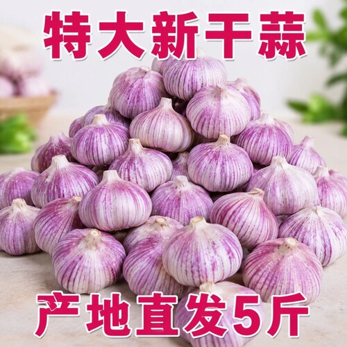 山东金乡新干蒜135斤批发大蒜