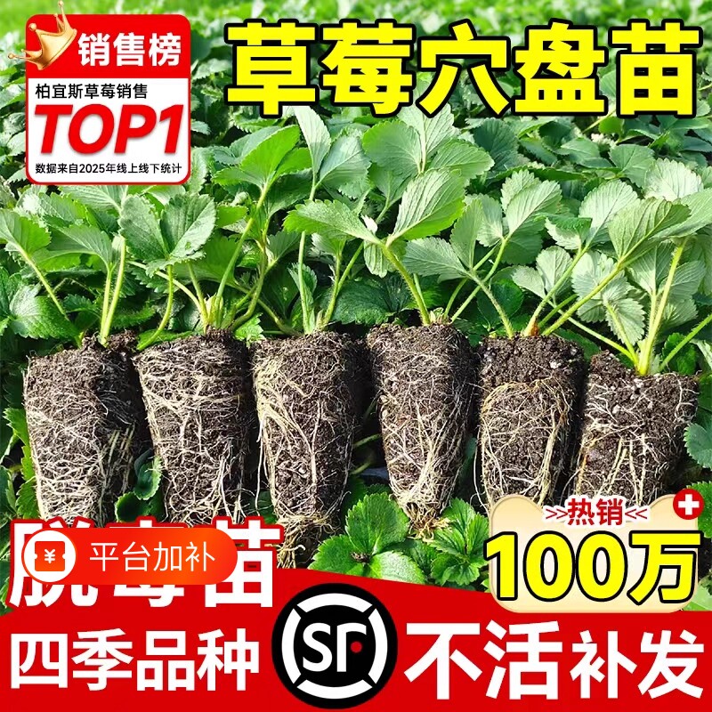 草莓苗秧四季结果盆栽种子穴盘苗奶油特大号优质批发玄玉红颜隋珠