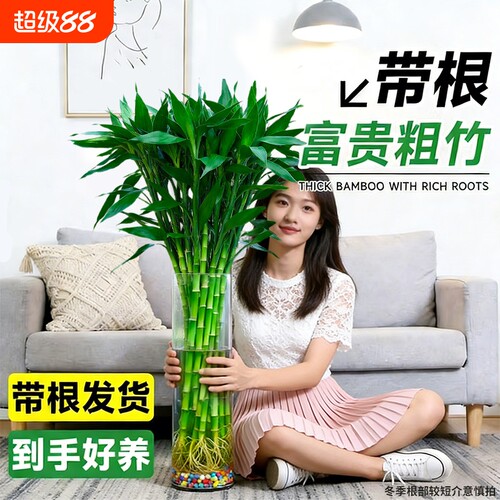 带根富贵竹水培植物客厅粗竹海南发水养花卉盆栽栽绿植萝室内好养