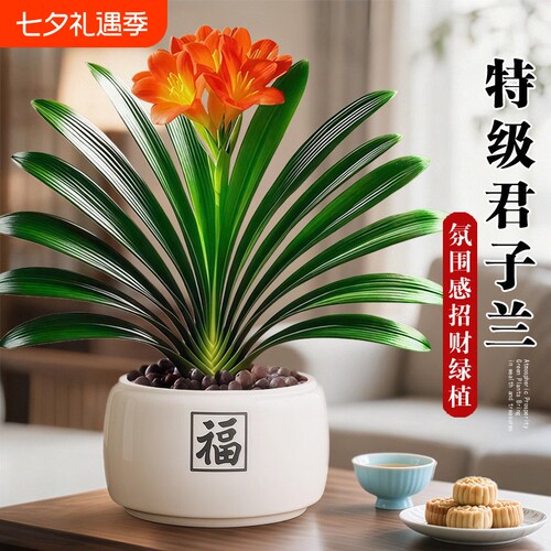 名贵君子兰盆栽室内绿植客厅花卉带花圆头和尚植物四季好养盆景