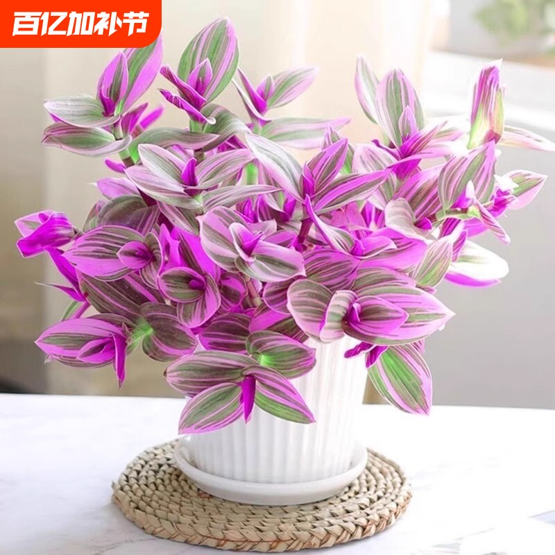 油画婚礼吊兰盆栽紫露兰花水培花卉多肉植物发财树室内好养小绿植