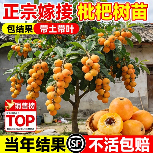枇杷树苗当年不结果退全款