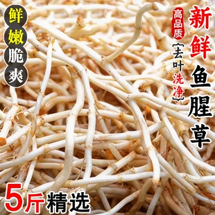 鱼腥草新鲜折耳根现挖新鲜嫩芽凉拌即食当季时令蔬菜特产洗净包邮