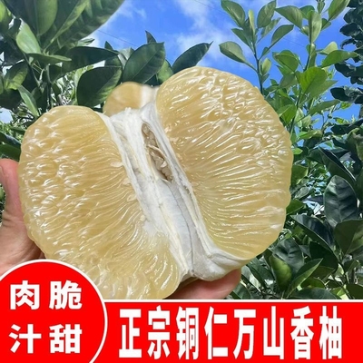 贵州高山柚子万山香柚小香柚