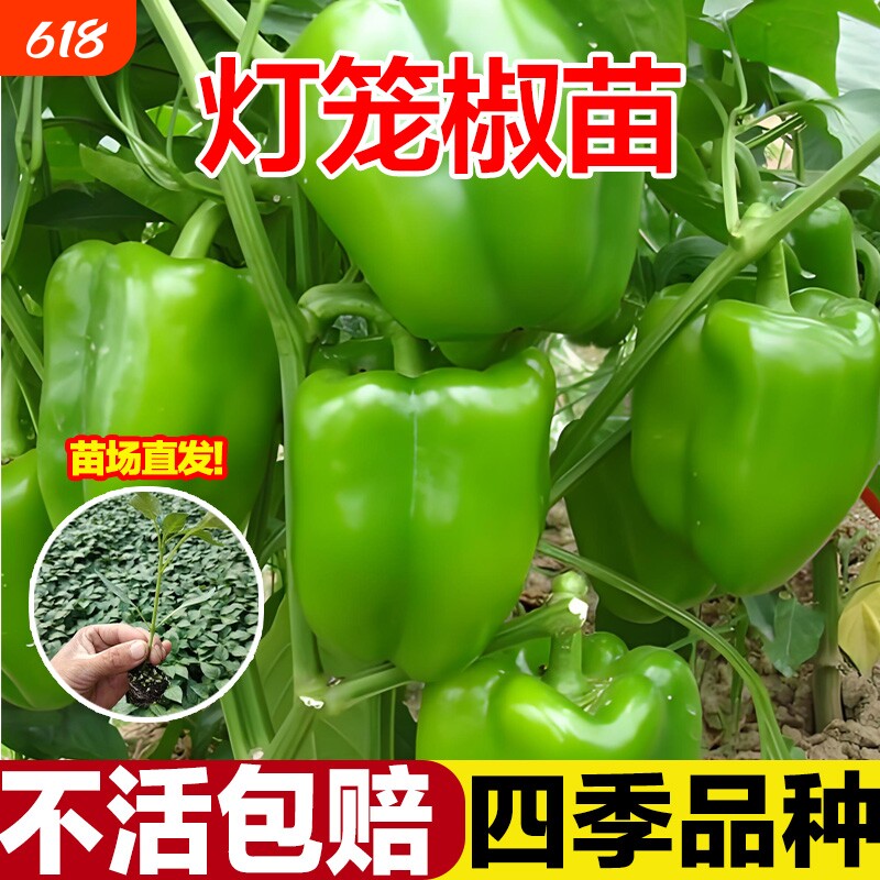 灯笼椒苗菜椒不辣的青椒辣椒苗薄皮山东寿光秧苗带土高产四季盆栽