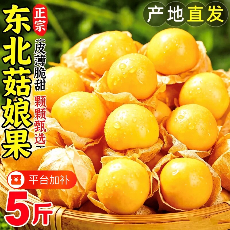 正宗东北姑娘果5斤菇娘灯笼果新鲜当季水果整箱特产小金豆甜大果