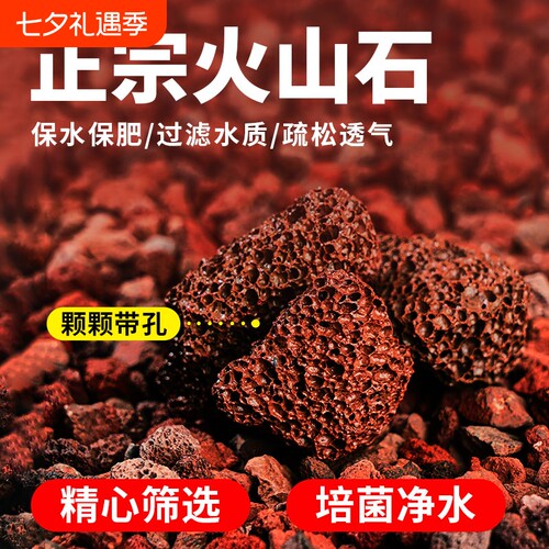 火山石多肉兰花专用|千人加购