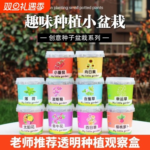 向日葵种子套装|超2.1万次加购