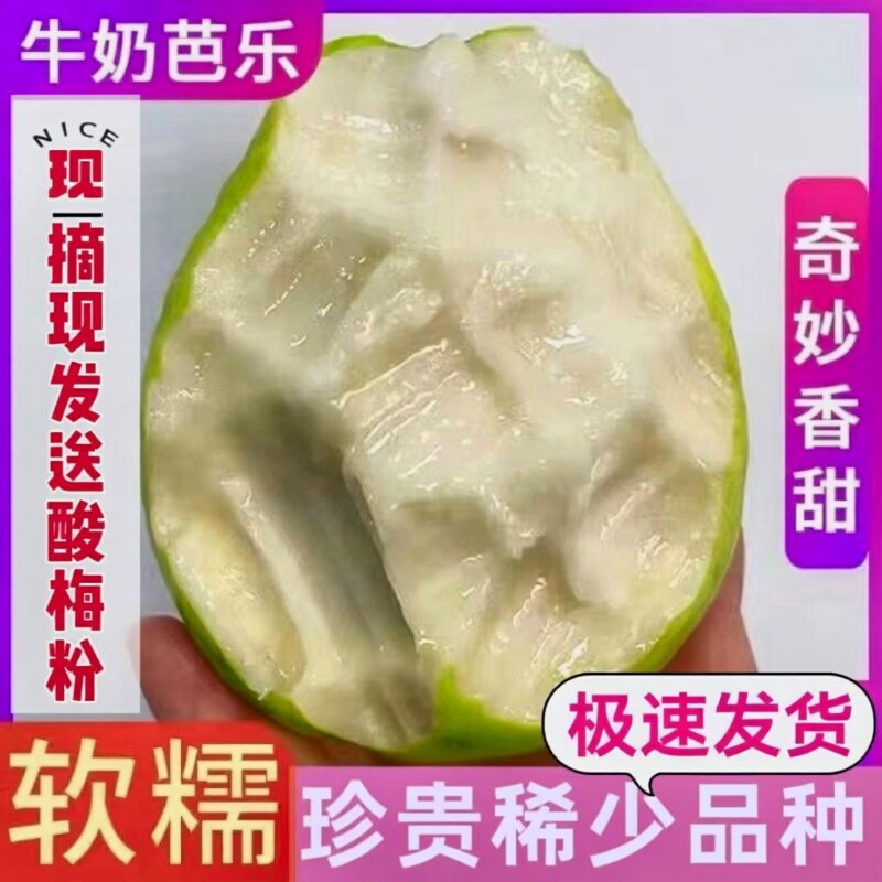 广东软糯奶油芭乐大果新鲜水果当季软心番石榴孕妇水果白心芭乐果