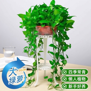绿萝盆栽净化空气室内办公室水培花卉绿植除甲醛甲醛客厅好养大盆