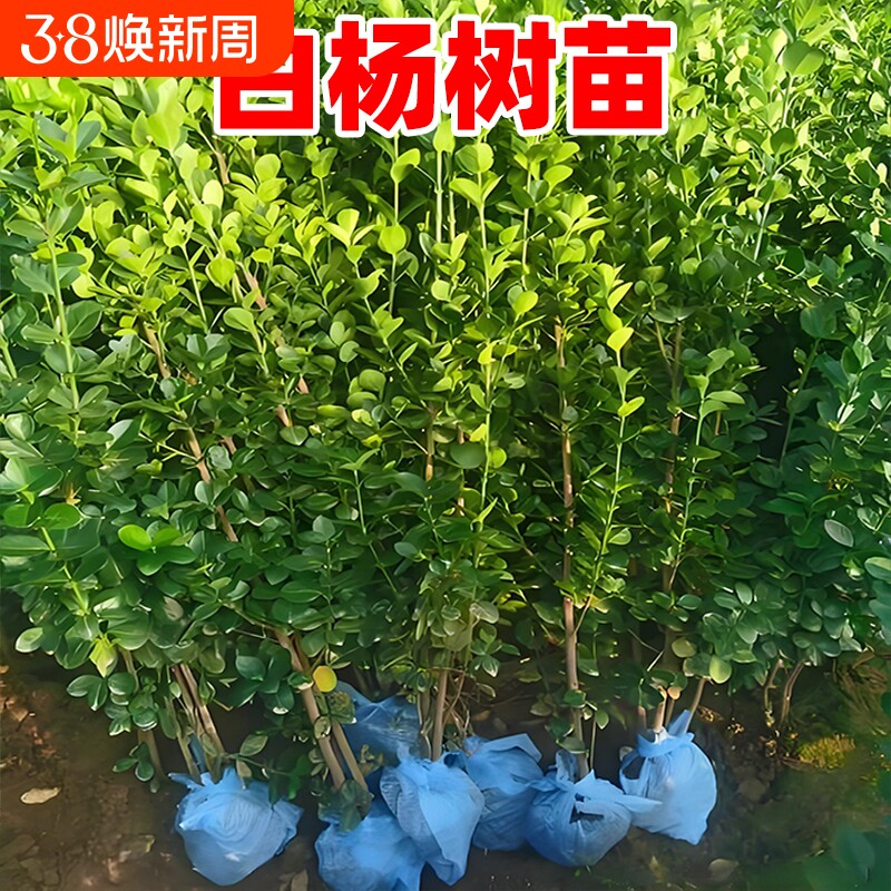 白杨树苗庭院地栽种植园林道路工程绿化苗白杨扦插苗四季常青植物
