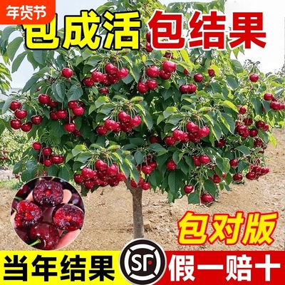 正宗车厘子树苗樱桃果树南北种植