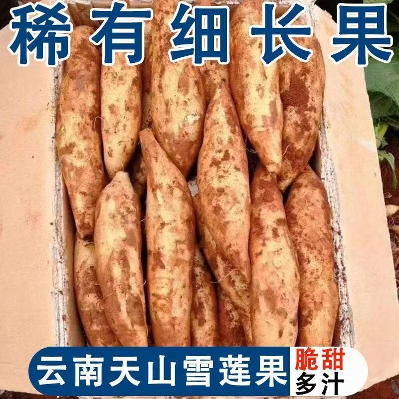 现货云南天山雪莲果细长果黄心当季低糖水果新鲜整箱批发包邮