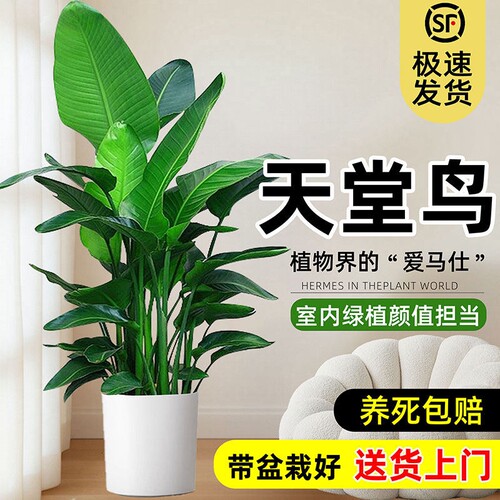 天堂鸟大型客厅绿植盆栽摆件办公室内大叶植物四季真花卉鹤望兰花