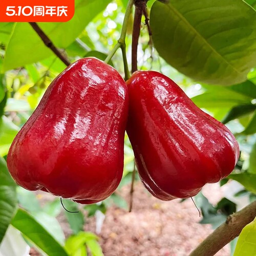【全网热销】海南黑金刚莲雾孕妇水果新鲜莲雾果当季热带水果