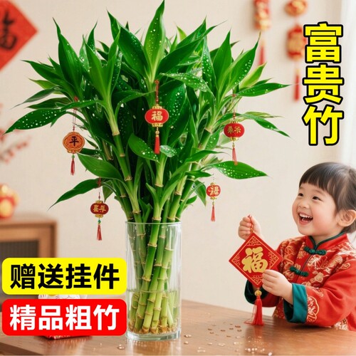 富贵竹水培植物客厅招财粗杆观音竹转运竹子室内特级水养绿植盆栽