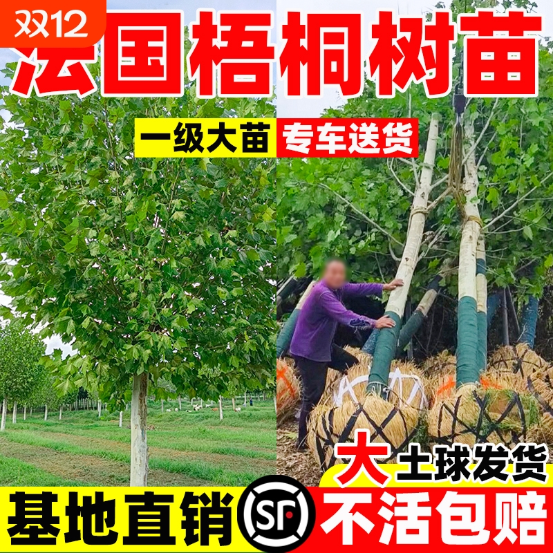 法国梧桐树树苗大树庭院行道树绿化苗木南方种植法桐青桐耐寒耐热