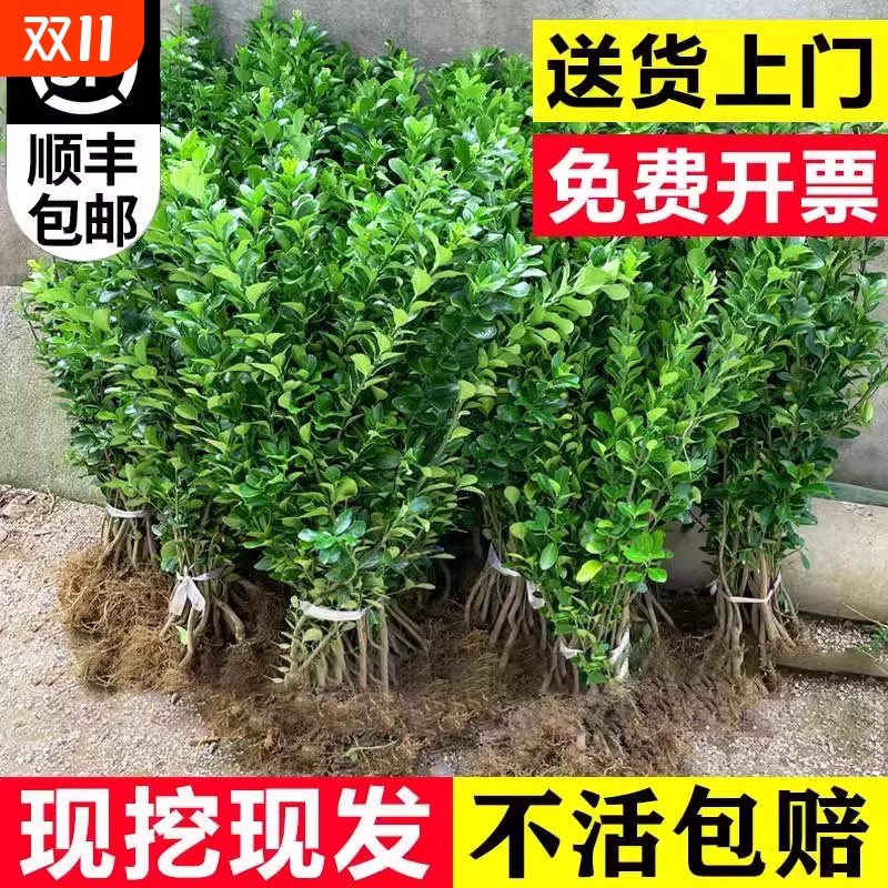 冬青树苗庭院别墅围墙绿化不开花
