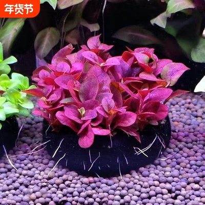 鱼缸造景红波小坨水草场直发懒人水培增氧阴性植物好养活净化水质