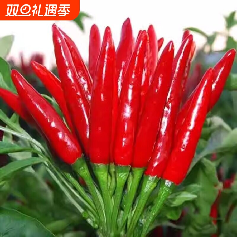 朝天辣椒种子四季小米辣椒盆栽阳台春蔬菜大全种植红菜苔一串高产