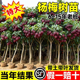 特大仙居东魁杨梅树苗正宗杨梅树嫁接苗种植盆地栽当年结果果树