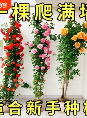 藤本月季特大花苗浓香庭院蔷薇爬藤植物花卉盆栽多季开花阳台小苗