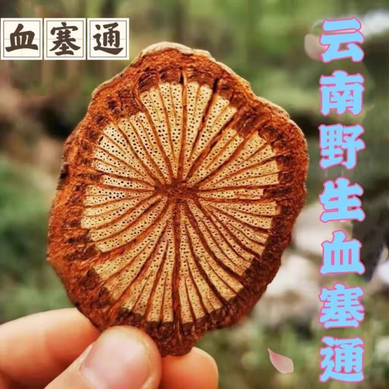 老树云南血塞通大片包邮