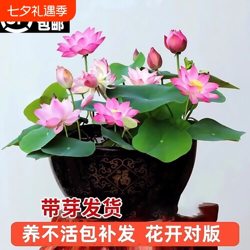 观赏荷花藕种盆栽水养莲花缸栽莲藕苗鱼池塘植物碗莲睡莲水培带花