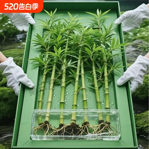 适合新手小白驱蚊竹柏盆栽