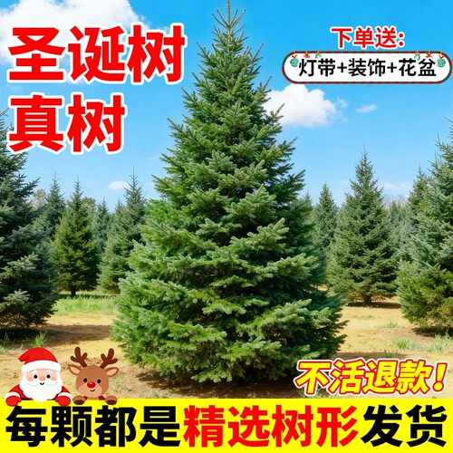 圣诞树真树2025新款家用云杉盆栽大型小型活苗松树诺贝松真的真正