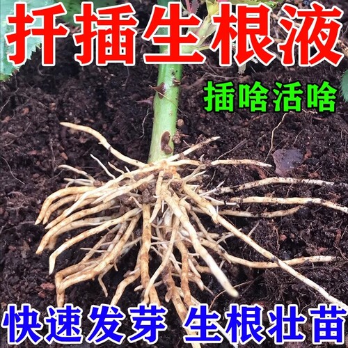 快速生根液植物通用扦插月季多肉富贵竹蝴蝶兰水培移栽专用强力P