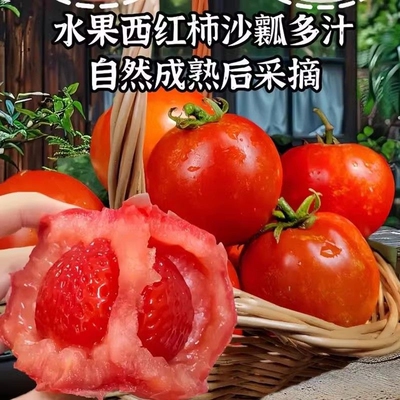 当季西红柿自然成熟新鲜多汁番茄