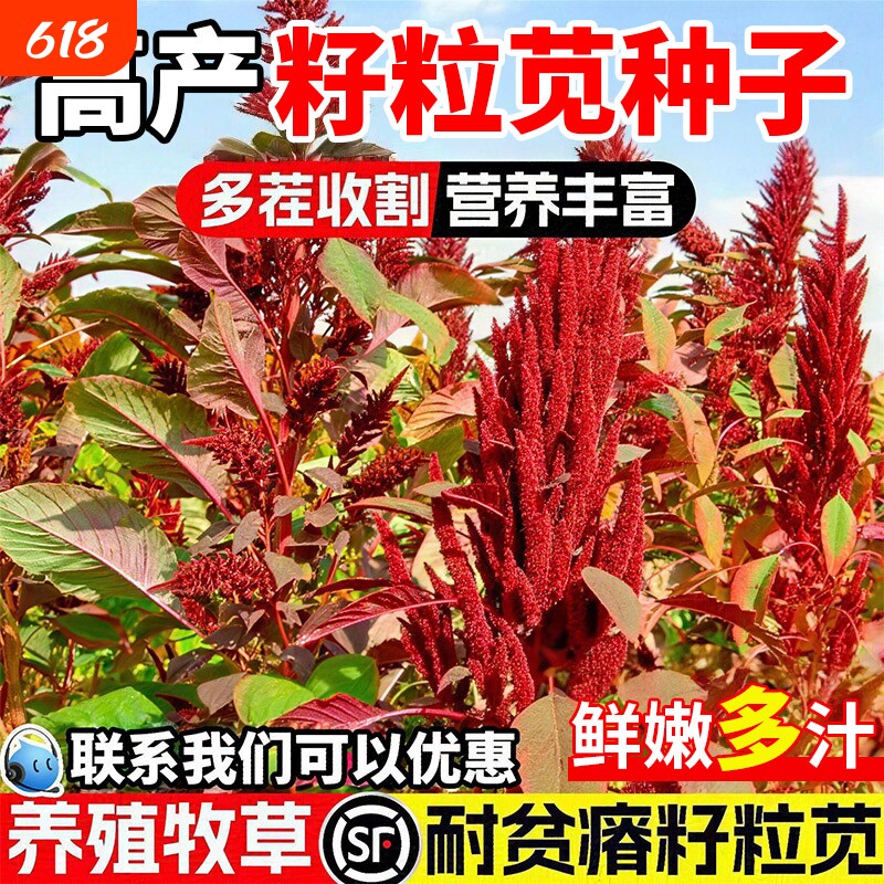 籽粒苋种子美国进口优质高蛋白牧草千穗谷鸡鸭鹅家禽喜食四季高产