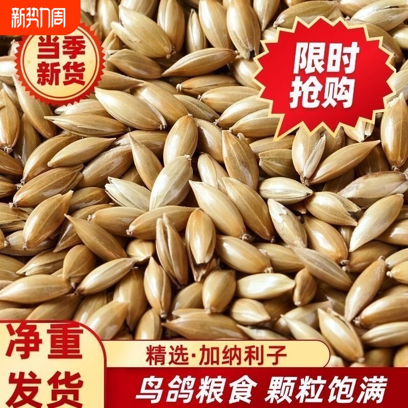 白尖加纳利子长粒鸟粮鹦鹉白尖金丝雀草庐净重发货进口加纳粮食