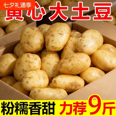 土豆黄心洋芋马铃薯新鲜高山