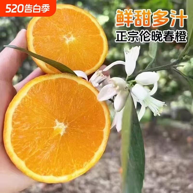 正宗伦晚脐橙秭归手剥橙子新鲜皮薄多汁现摘无籽孕妇当季水果整箱