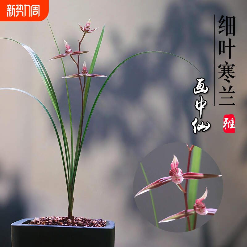 浙江细叶寒兰名贵兰花苗画中仙冬带花苞室内花卉绿植盆栽客厅品种