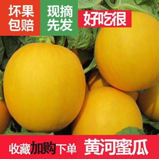 正宗甘肃民勤蜜瓜5斤新鲜黄河蜜瓜沙漠黄皮红白肉脆甜密瓜香瓜