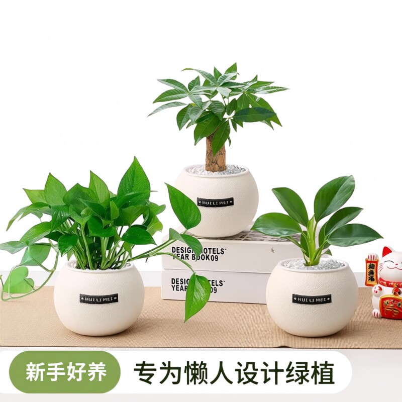 绿植发财树室内小盆栽桌面净化空气易活四季懒人养的吸甲醛植物