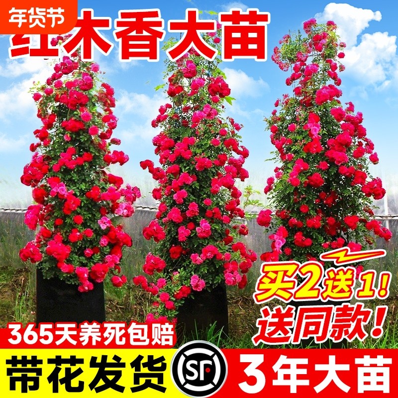 特大红木香四季开花苗爬藤甜蜜黄木香花庭院阳台无刺蔷薇盆栽花卉,鲜花速递/花卉仿真/绿植园艺,时令草本花卉,淘宝优惠券,粉丝福利购,淘宝优惠卷