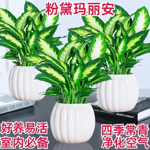 粉黛玛丽安盆栽室内水培植物净化空气四季常青客厅绿植白掌孔雀