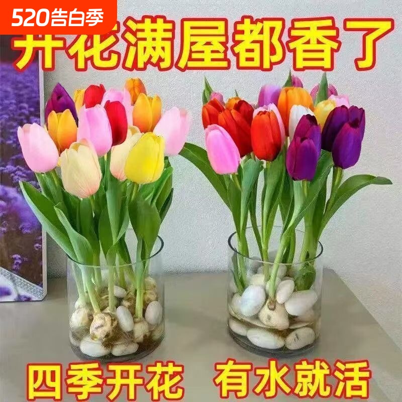 郁金香种球水培套装玻璃瓶耐寒多年生四季种植风信子盆栽花卉阳台